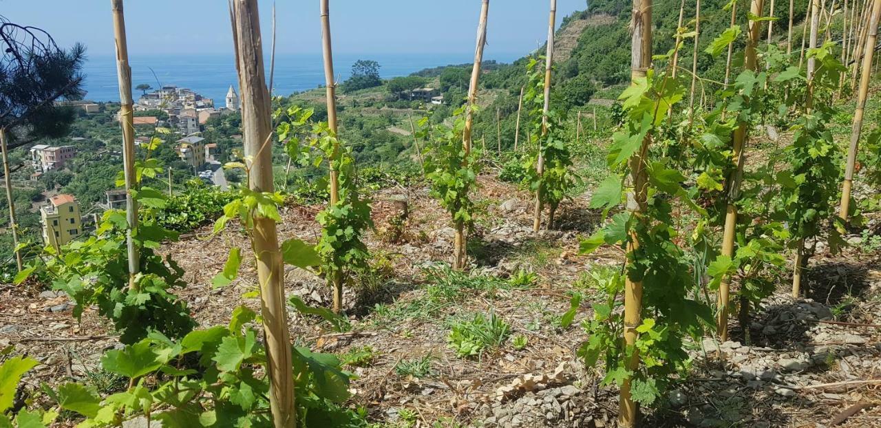 Bed and Breakfast Il Soppalco Corniglia Zewnętrze zdjęcie